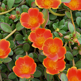 Plant Photo 2