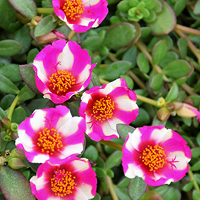Plant Photo 8
