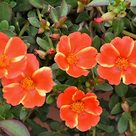 Plant Photo 7