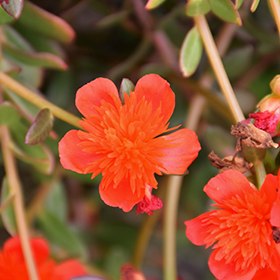 Plant Photo 4