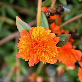 Plant Photo 3