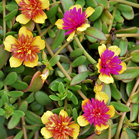 Plant Photo 1