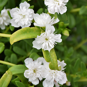 Plant Photo 10