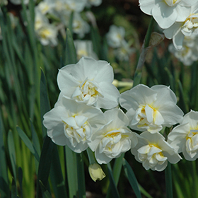 Plant Photo 1