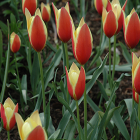 Plant Photo 5