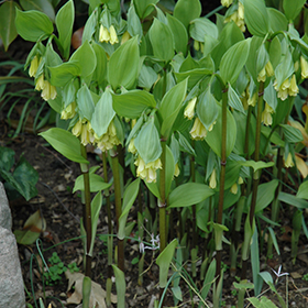 Plant Photo 4