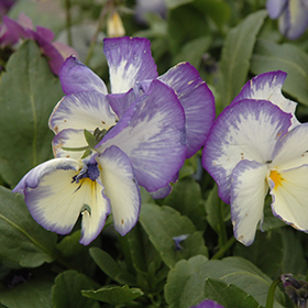 Plant Photo 5