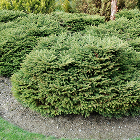 Dwarf Conifer Photo