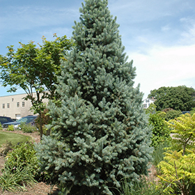 Evergreen Tree Photo