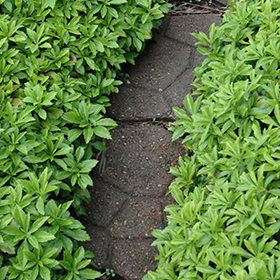 Ground Cover Photo