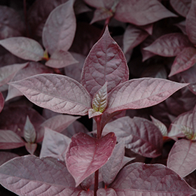 Plant Photo 8