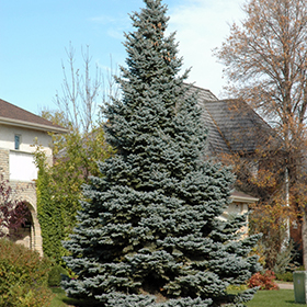 Evergreen Tree Photo