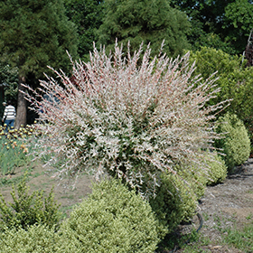 Shrub Photo