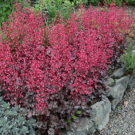 Shade-Tolerant Perennial Photo