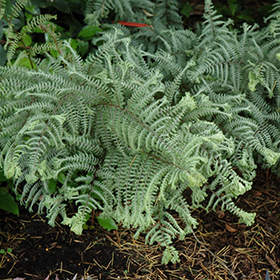 Plant Photo 5