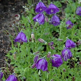 Plant Photo 8