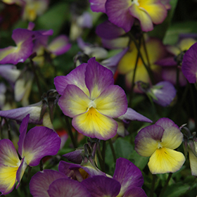 Plant Photo 10