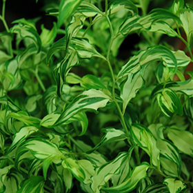 Plant Photo 3
