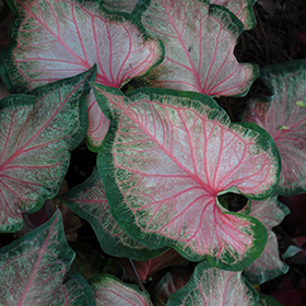 Plant Photo 3