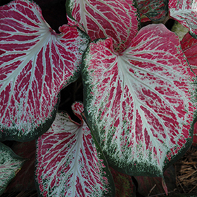Plant Photo 10