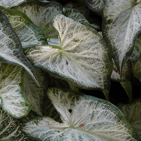 Plant Photo 1
