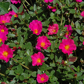 Plant Photo 5