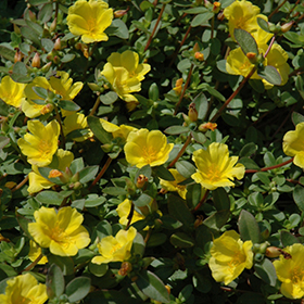 Plant Photo 9