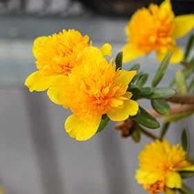 Plant Photo 2
