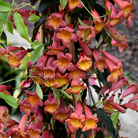 Plant Photo 5