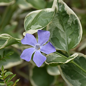 Plant Photo 10