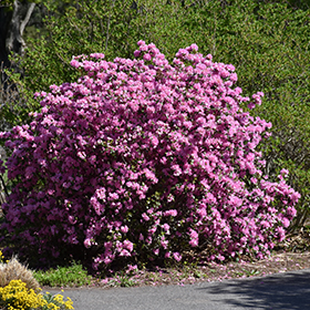 Rhododendron and Azalea Photo