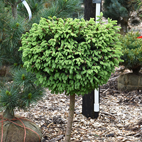 Patio Tree Photo