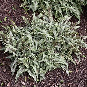 Plant Photo 3