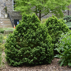 Evergreen Shrub Photo