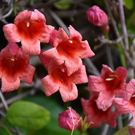 Plant Photo 4
