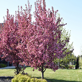 Flowering Tree Photo