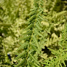 Plant Photo 10