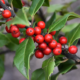 Broadleaf Evergreen Shrub Photo