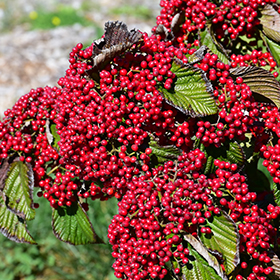 Plant Photo 5
