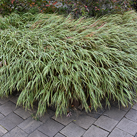 Ornamental Grass Photo