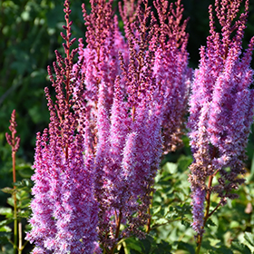 Plant Photo 9