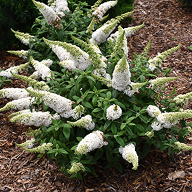 Plant Photo 5
