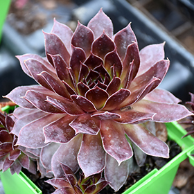 Plant Photo 1