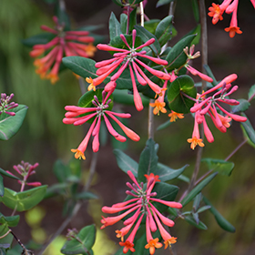Plant Photo 3