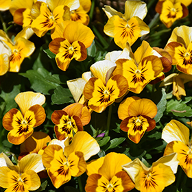 Plant Photo 1