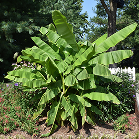 Plant Photo 4