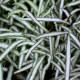 Plant Photo 2