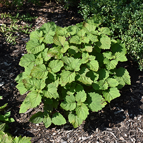 Plant Photo 1