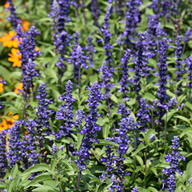 Plant Photo 8