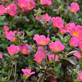 Plant Photo 4